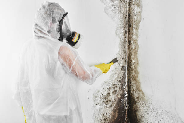Best Emergency Mold Removal  in Hurlock, MD