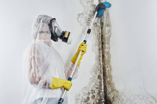 Best Local Mold Removal Service  in Hurlock, MD