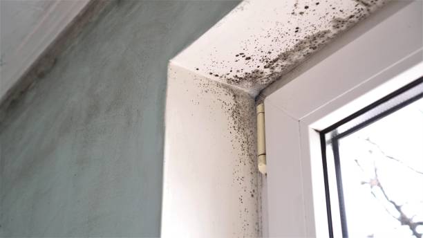 Mold Testing and Removal in Hurlock, MD