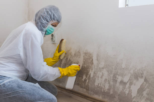 Crawl Space Mold Removal in Hurlock, MD