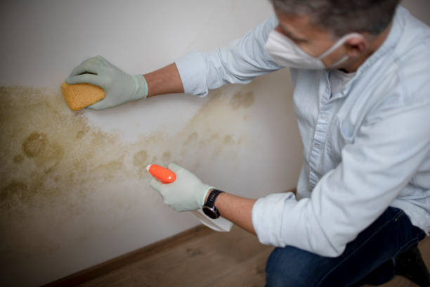 Professional Mold Removal in Hurlock, MD