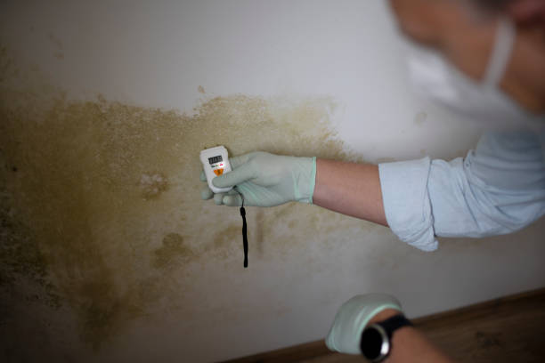 Best Mold Damage Repair  in Hurlock, MD