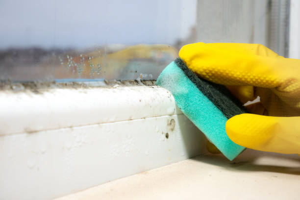 Best Mold Remediation  in Hurlock, MD