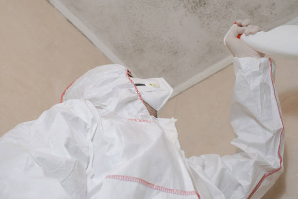 Best Attic Mold Removal  in Hurlock, MD